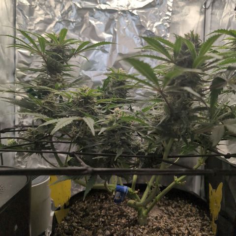 Blue Dream Auto growlog timeline photo