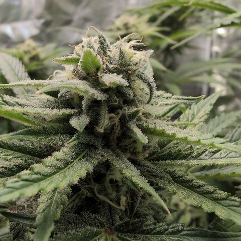 Blue Dream Auto growlog timeline photo