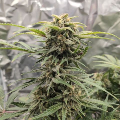 Blue Dream Auto growlog timeline photo
