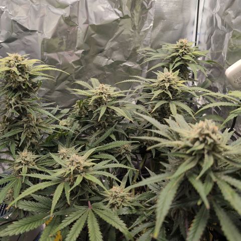 Blue Dream Auto growlog timeline photo