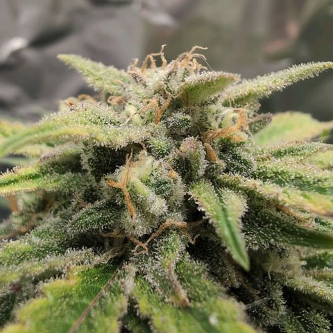 Blue Dream Auto growlog timeline photo