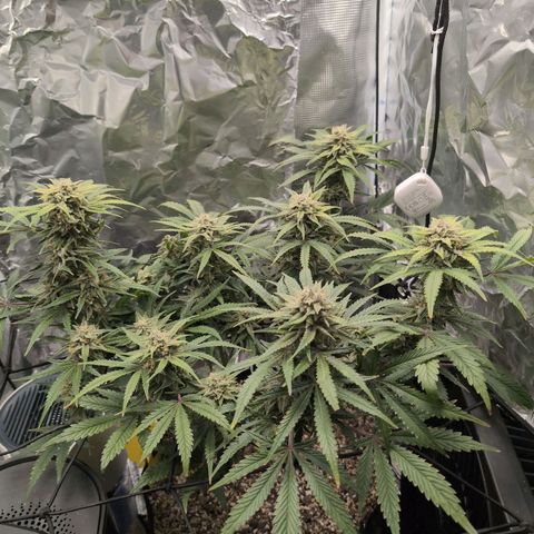 Blue Dream Auto growlog timeline photo