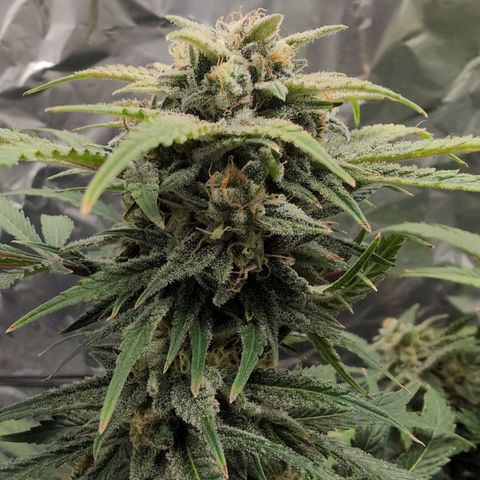 Blue Dream Auto growlog timeline photo
