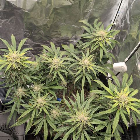 Blue Dream Auto growlog timeline photo