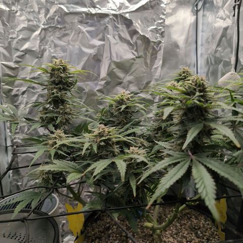 Blue Dream Auto growlog timeline photo