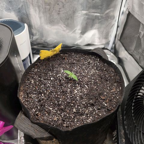 Strawberry Banana growlog photo