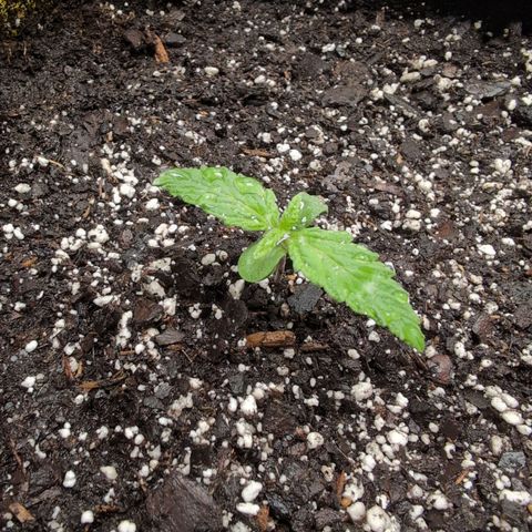 Strawberry Banana growlog photo