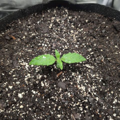Strawberry Banana growlog photo