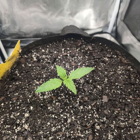 Strawberry Banana growlog photo