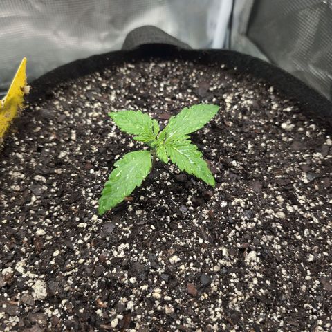 Strawberry Banana growlog photo
