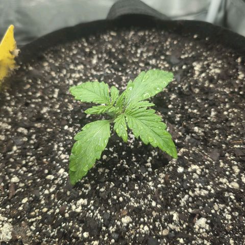 Strawberry Banana growlog timeline photo