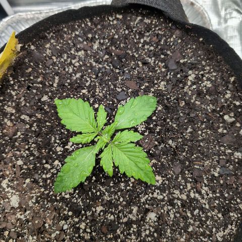 Strawberry Banana growlog timeline photo