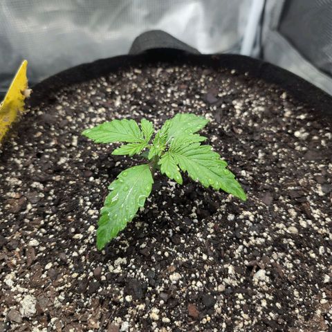 Strawberry Banana growlog timeline photo