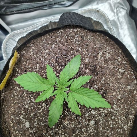 Strawberry Banana growlog timeline photo