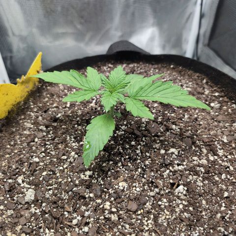 Strawberry Banana growlog timeline photo