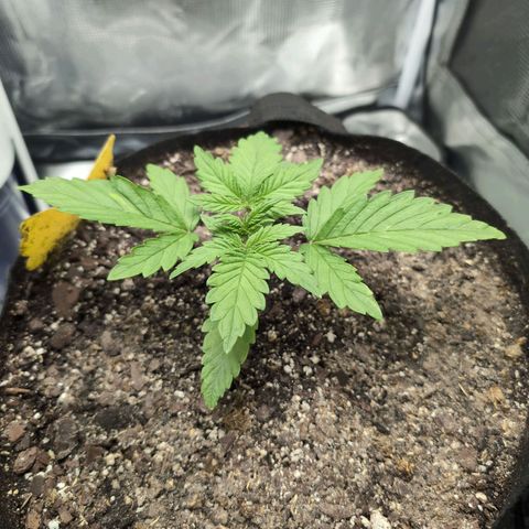 Strawberry Banana growlog timeline photo