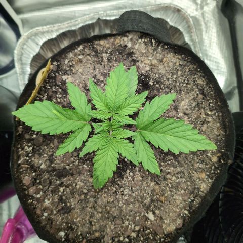 Strawberry Banana growlog timeline photo