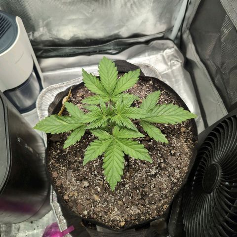 Strawberry Banana growlog timeline photo