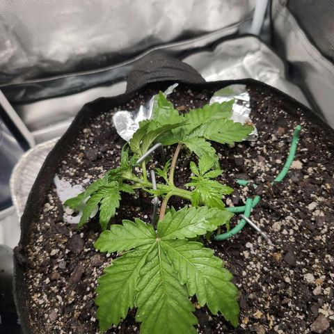 Strawberry Banana growlog timeline photo