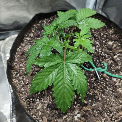 Strawberry Banana growlog timeline photo
