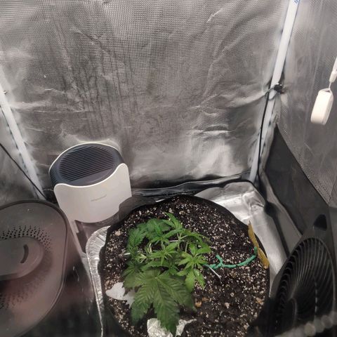 Strawberry Banana growlog timeline photo