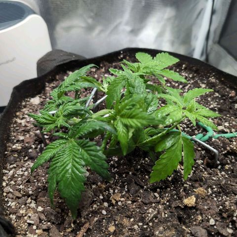 Strawberry Banana growlog timeline photo