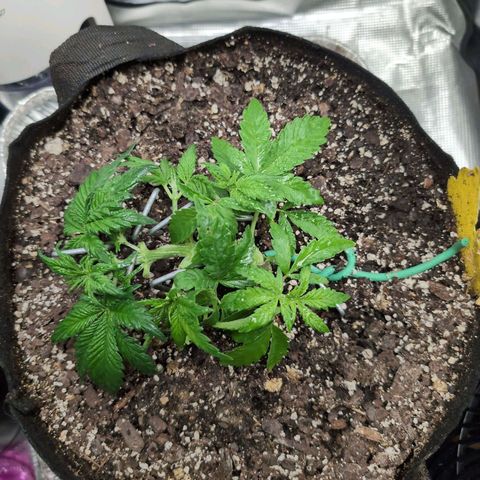 Strawberry Banana growlog timeline photo