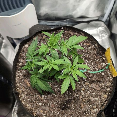 Strawberry Banana growlog timeline photo