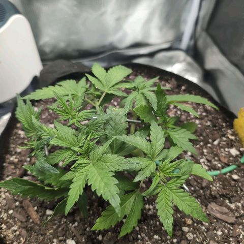 Strawberry Banana growlog timeline photo