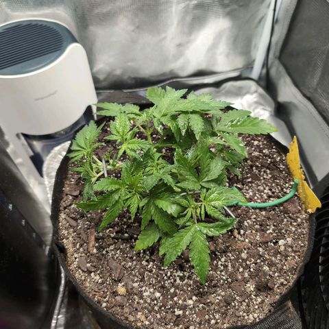 Strawberry Banana growlog timeline photo