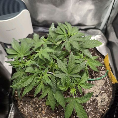 Strawberry Banana growlog timeline photo