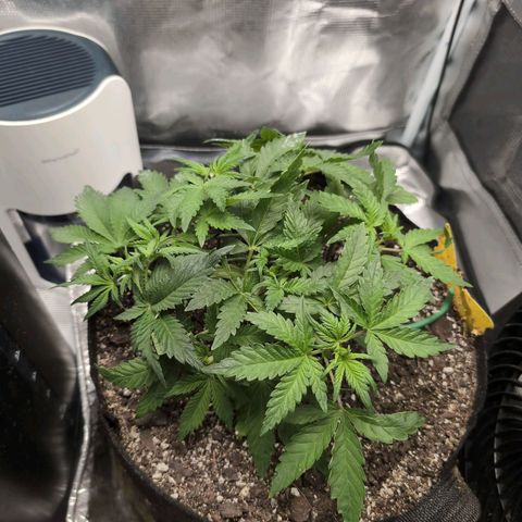 Strawberry Banana growlog timeline photo