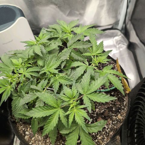 Strawberry Banana growlog timeline photo