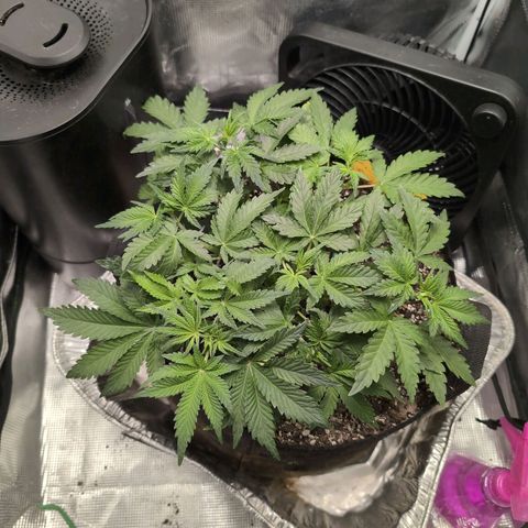 Strawberry Banana growlog timeline photo