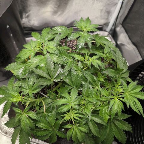 Strawberry Banana growlog timeline photo