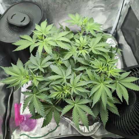 Strawberry Banana growlog timeline photo