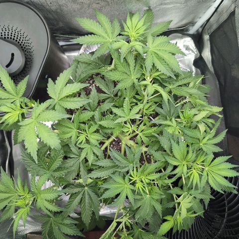 Strawberry Banana growlog timeline photo