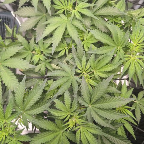 Strawberry Banana growlog timeline photo