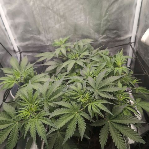 Strawberry Banana growlog timeline photo