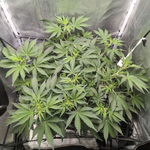 Strawberry Banana growlog timeline photo