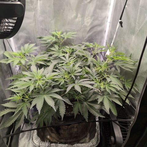 Strawberry Banana growlog timeline photo