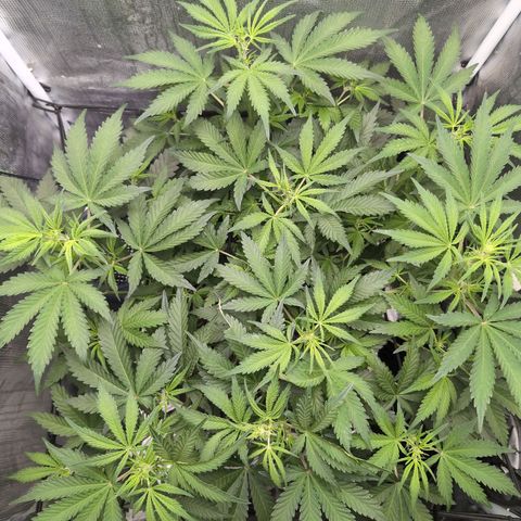 Strawberry Banana growlog timeline photo