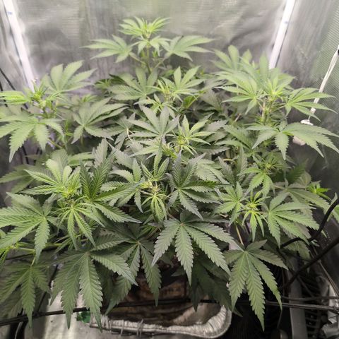 Strawberry Banana growlog timeline photo