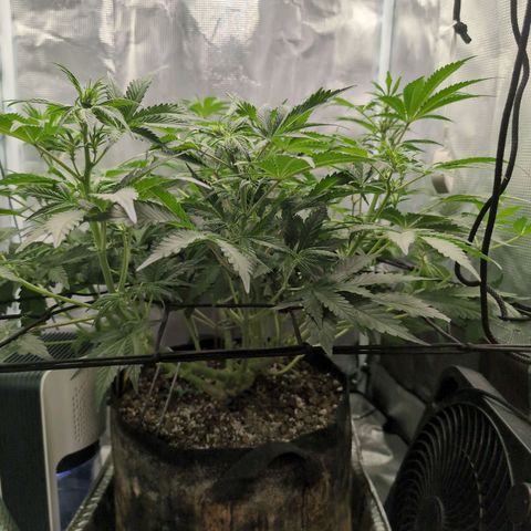 Strawberry Banana growlog timeline photo