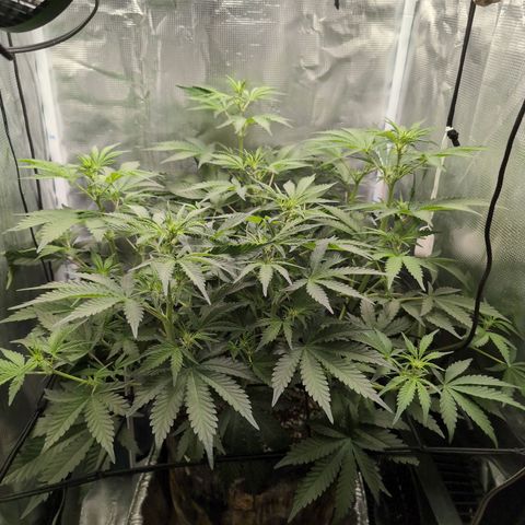 Strawberry Banana growlog timeline photo