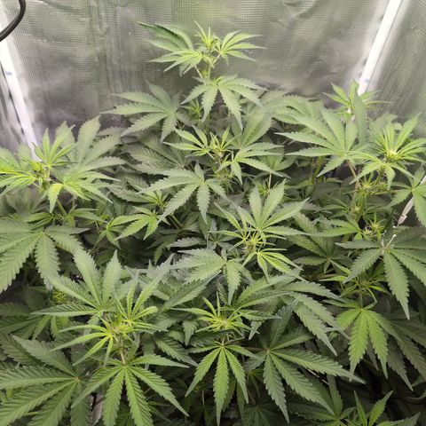 Strawberry Banana growlog timeline photo