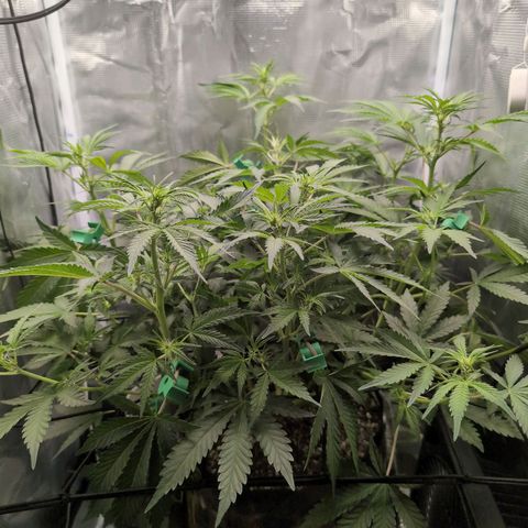 Strawberry Banana growlog timeline photo