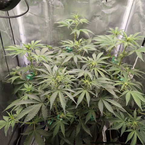 Strawberry Banana growlog timeline photo