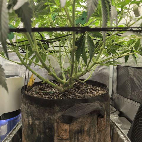 Strawberry Banana growlog timeline photo