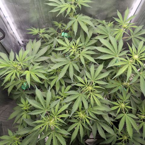 Strawberry Banana growlog timeline photo